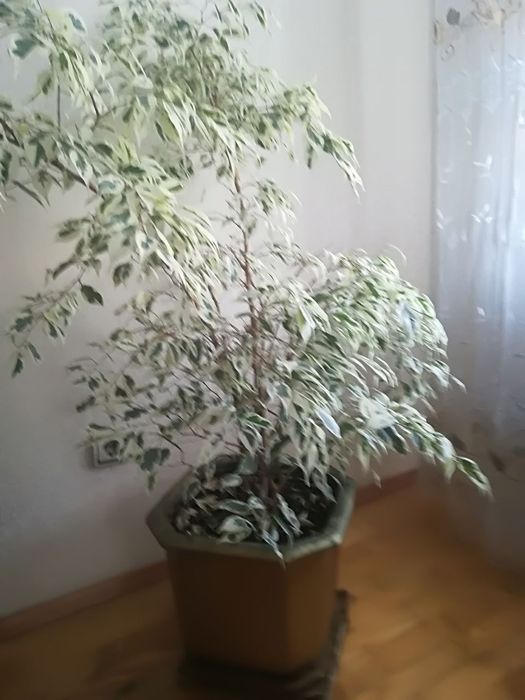 Вазон Фікус, шикарний, великий,для дому,для офісу