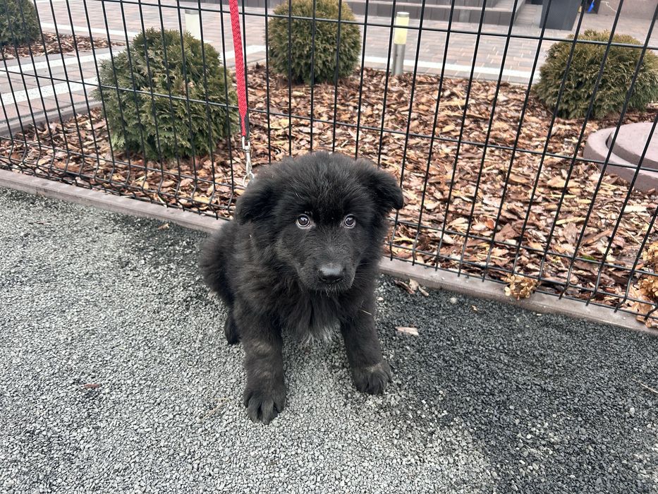 Szczeniak Owczarek Niemiecki Długowłosy