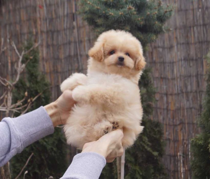 Справжнє карамельне ведмежатко) Дизайн-карапуз Києва