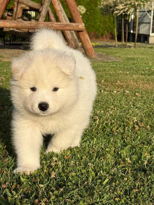 Samoyed szczeniak suczka ZKwP