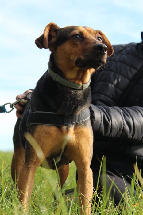 Donna poleca się do adopcji!