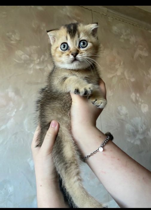 Продаж котиків )