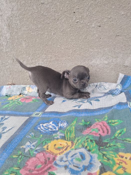 Пропонується до продажу