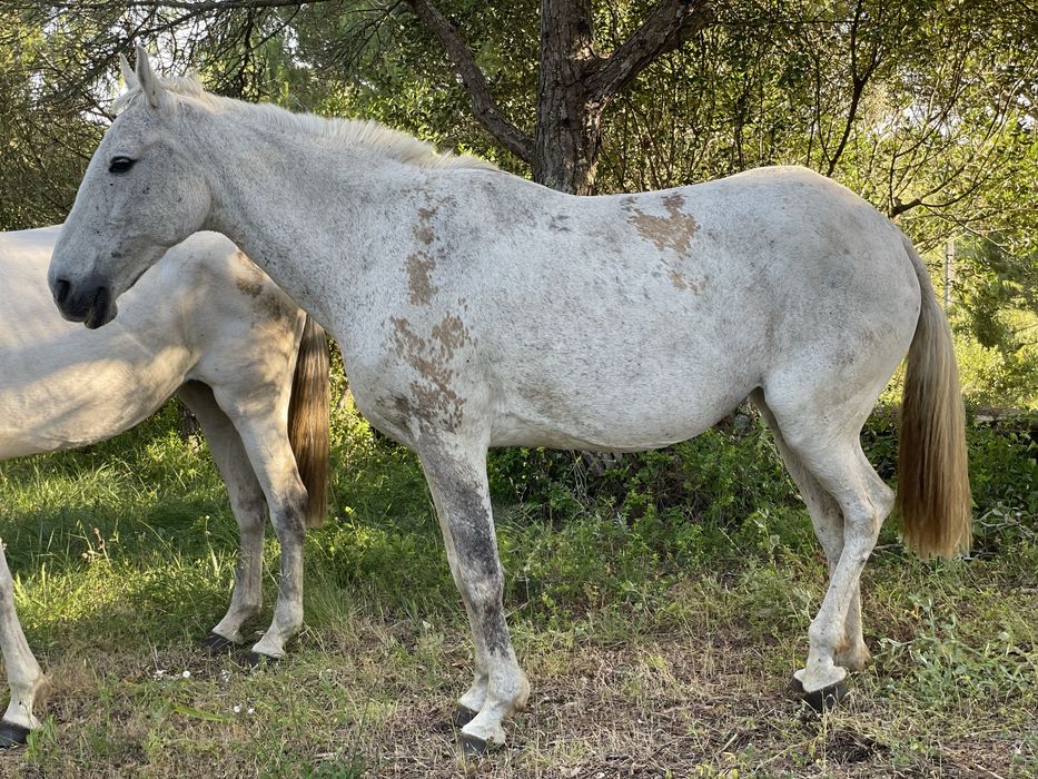 Égua PSL pontuada
