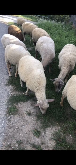 Vendo borrega charolesa