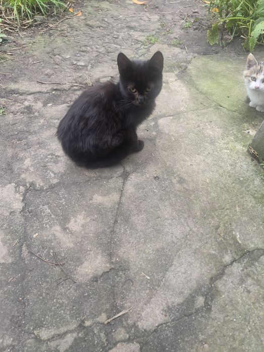 Котик хлопчик ..т