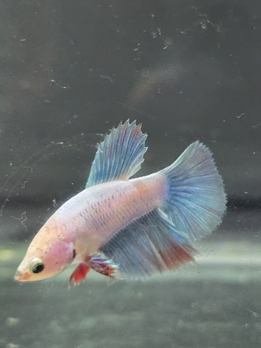 Tenho varios peixes bettas varias cores  com muita qualidade..