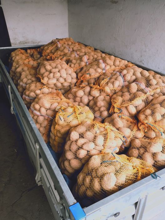 Ziemniaki jadalne hurt detal dowóz