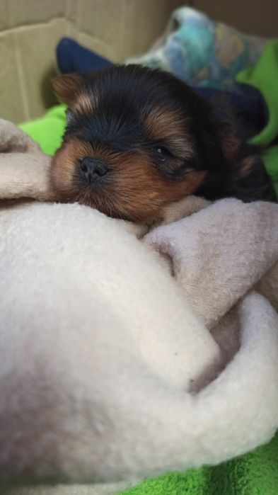 Цуценята йорка міні і мілкий стандарт