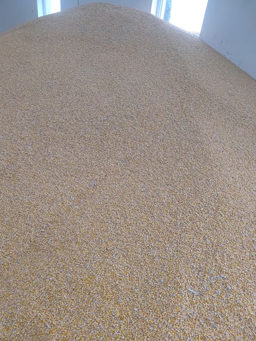 Kukurydza sucha ziarno