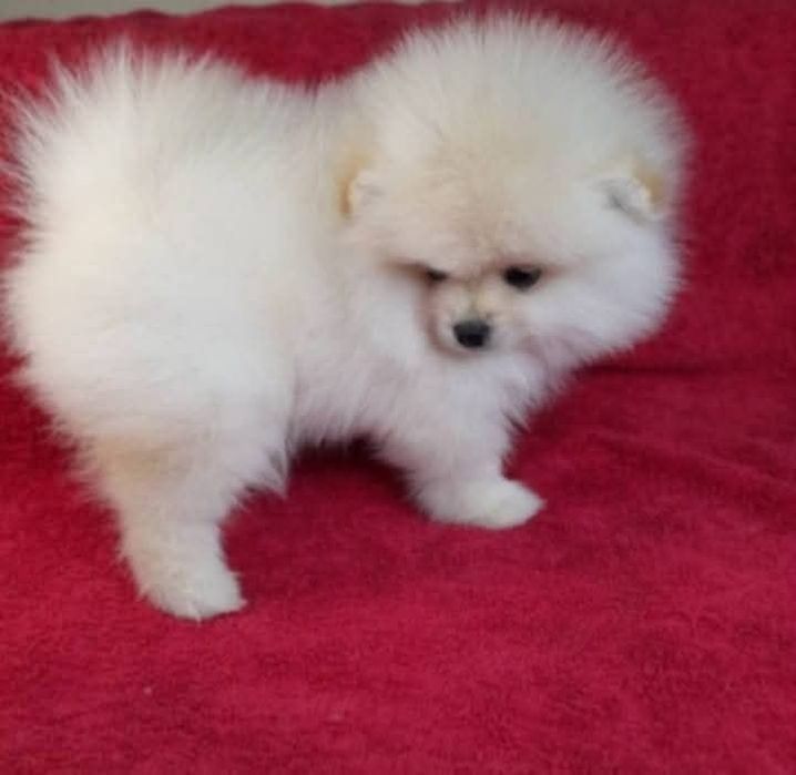 Szpic chlopak mini pomeranian