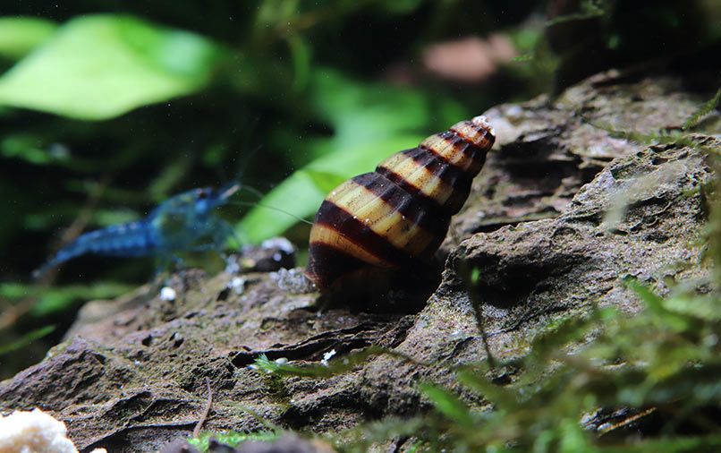 Caracol Helena – Controlo Natural de Pragas