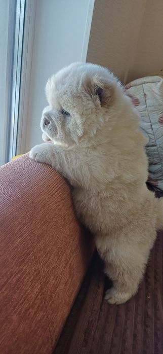 Дівчинка чау чау,КСУ FCI