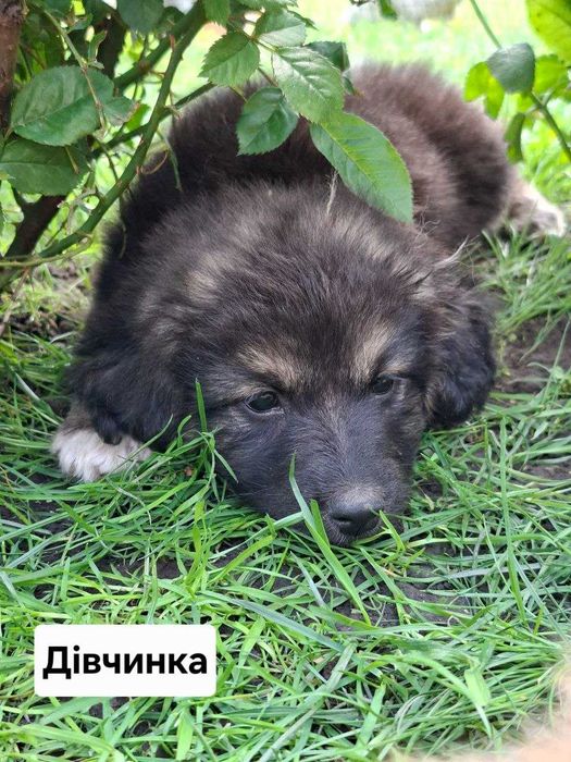 Цуценята в добрі руки