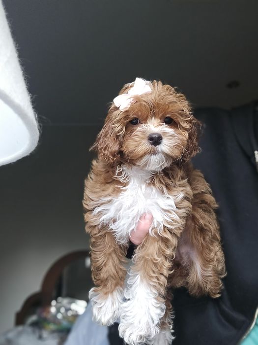 Cavapoo/ piękna dziewczynka