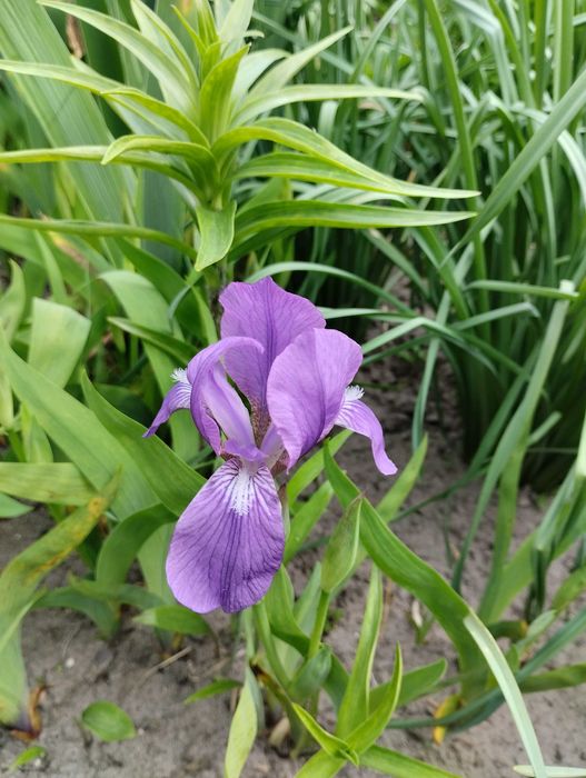 Карликовий ірис ,  2 сорти