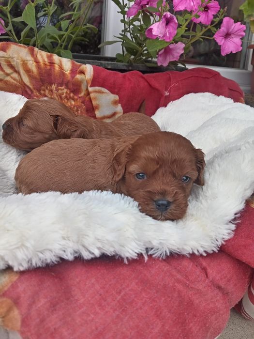 Cavapoo do rezerwacji