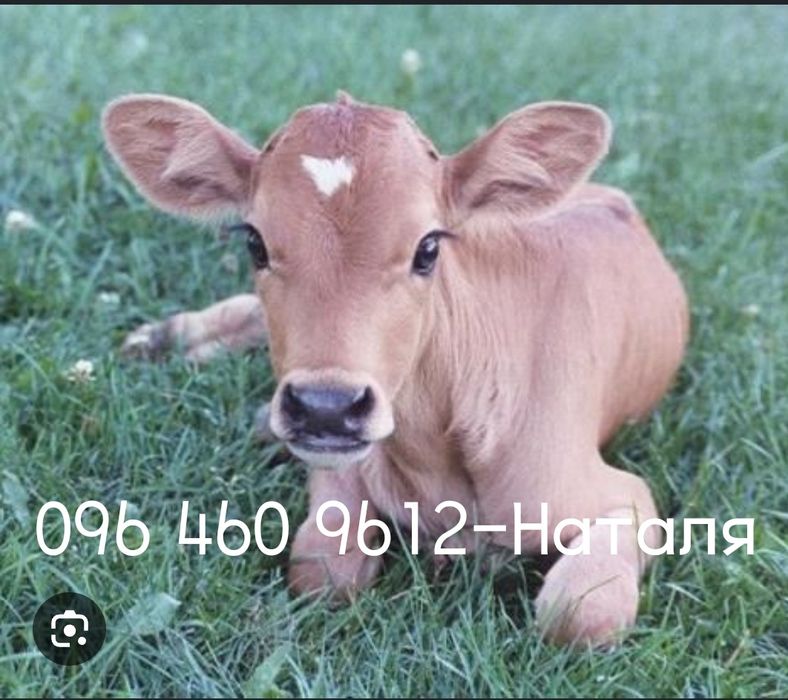Продам теличку на тиманя