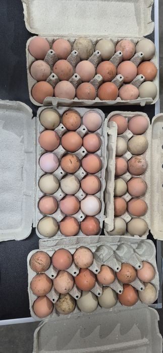 ovos caseiros  ALCOBAÇA