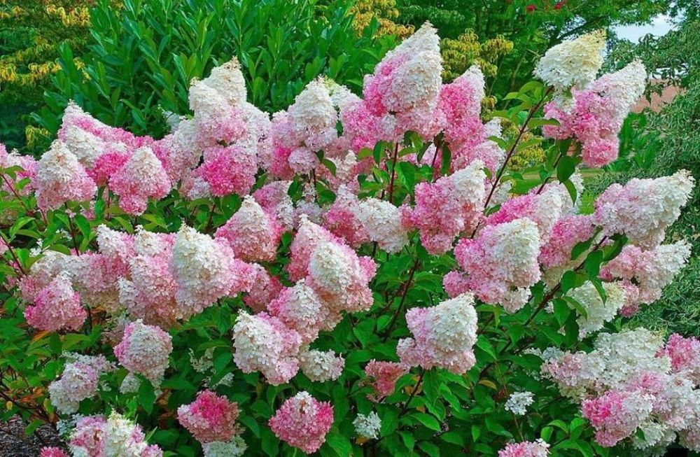 Hortensja bukietowa hortensje bukietowe