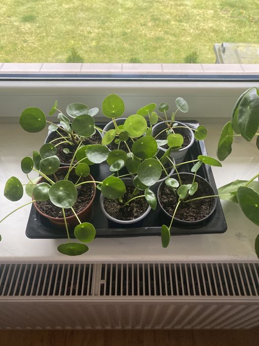 Sadzonka Pilea (Pieniążek)