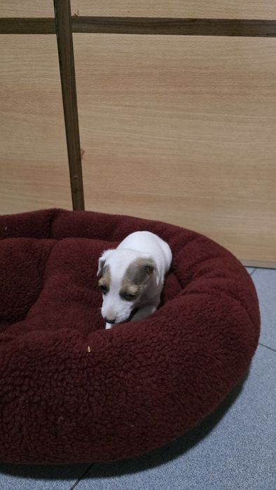 Jack russell fêmea