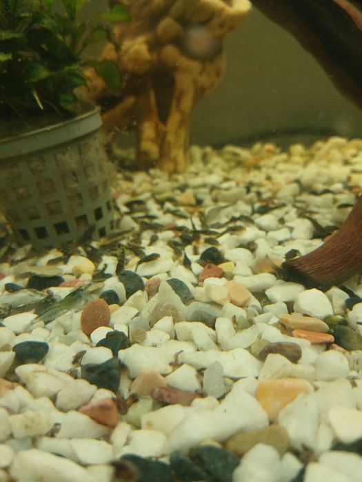 Oddam glonojady do akwarium
