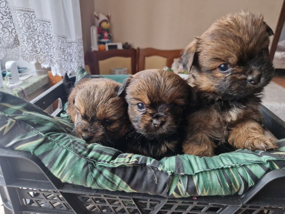 Śliczne pieski szukają nowych domków!