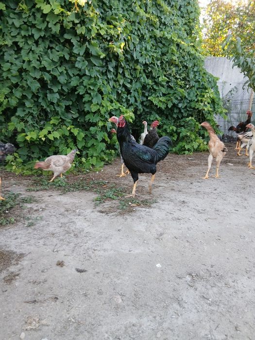 Frango jersey gigante