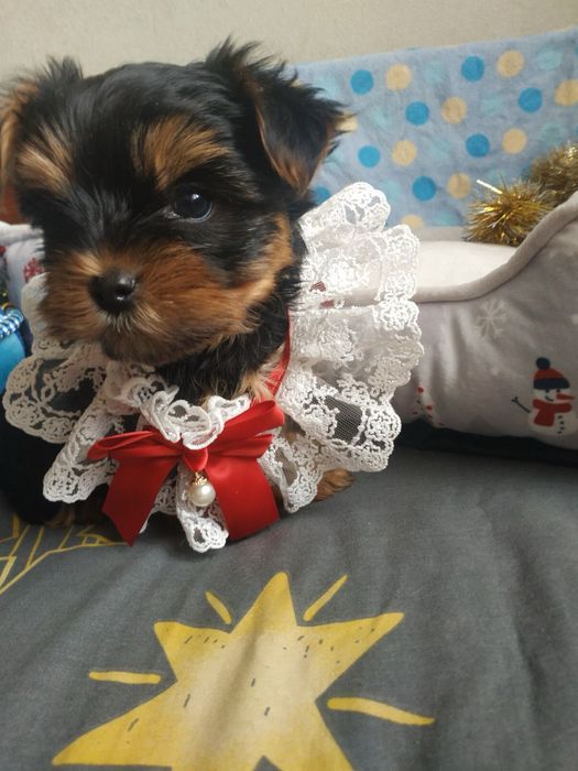 Дівчинка йорк мілкий стандарт