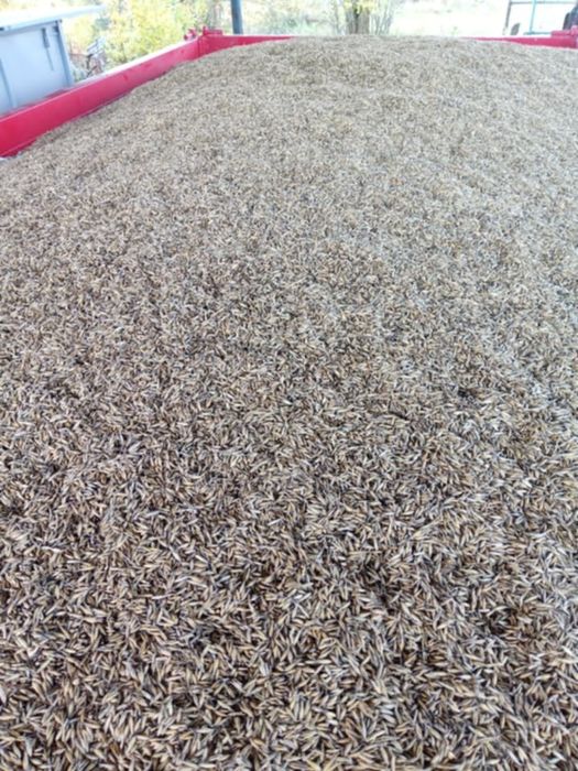 Sprzedam zboże pszenicę i owies