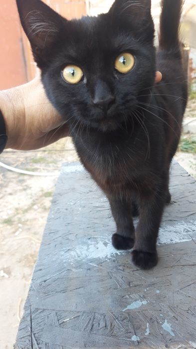 Отдам бесплатно в добрые руки котят
