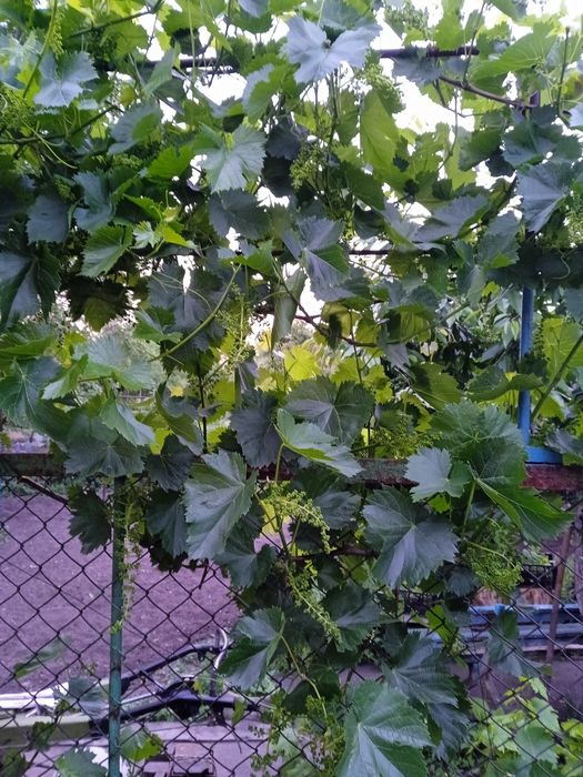 Продам дачу на пивзаводе, район окружной.