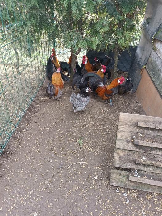 Kury Bantamki 2025r.