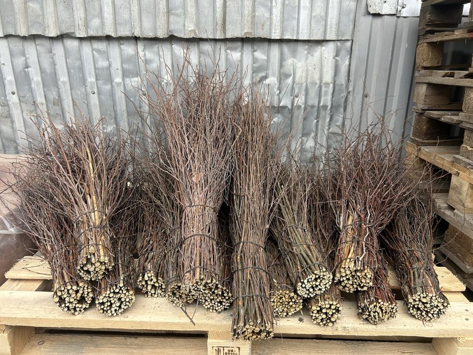 Віник , Мітла березова