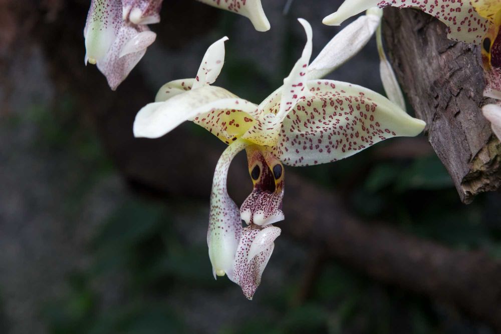 Orquídea melrinho de cheiro