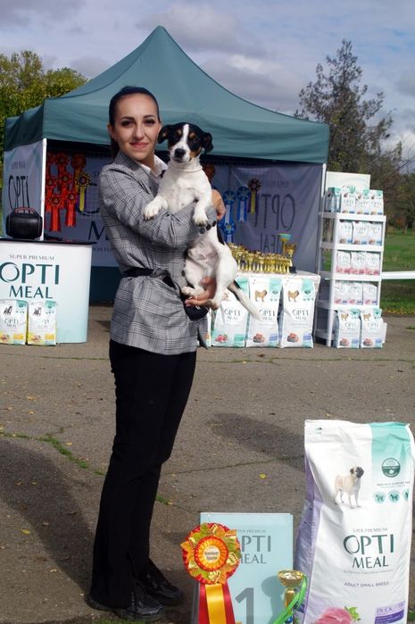 Дрессировка собак. Хендлинг