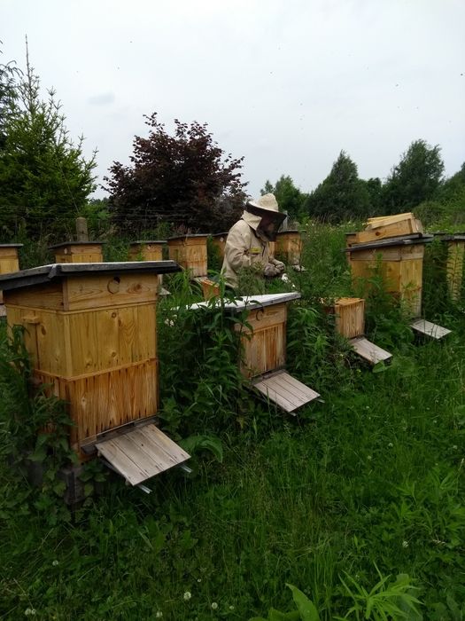 Sprzedam Odkłady Pszczele Pszczoły