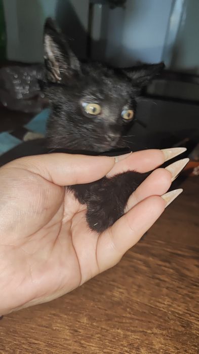 Gatinha para dar