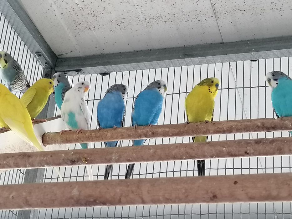 Periquitos australianos