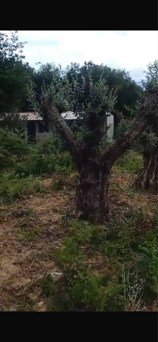 Oliveiras centenarias
