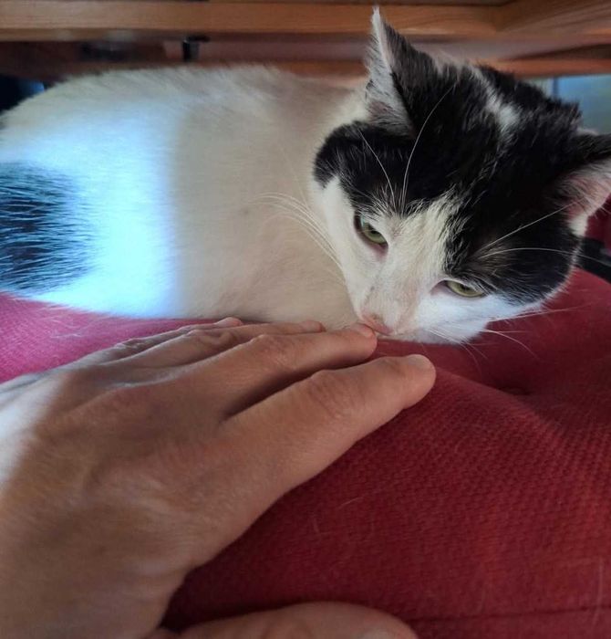 Amelka tak bardzo potrzebuje domku. Adoptuj!!