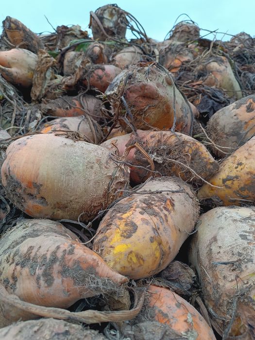 Buraki pastewne 2025