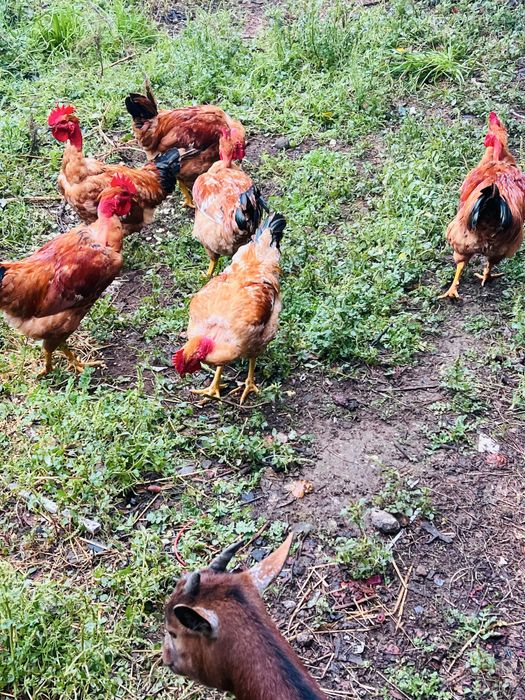 Frangos do Campo