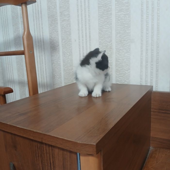 Безкоштовно в добрі руки