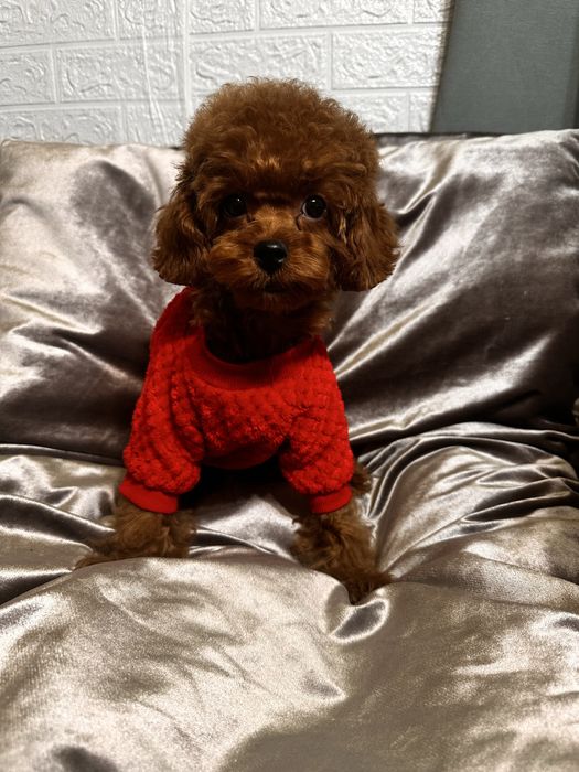 Той пудель хлопчик