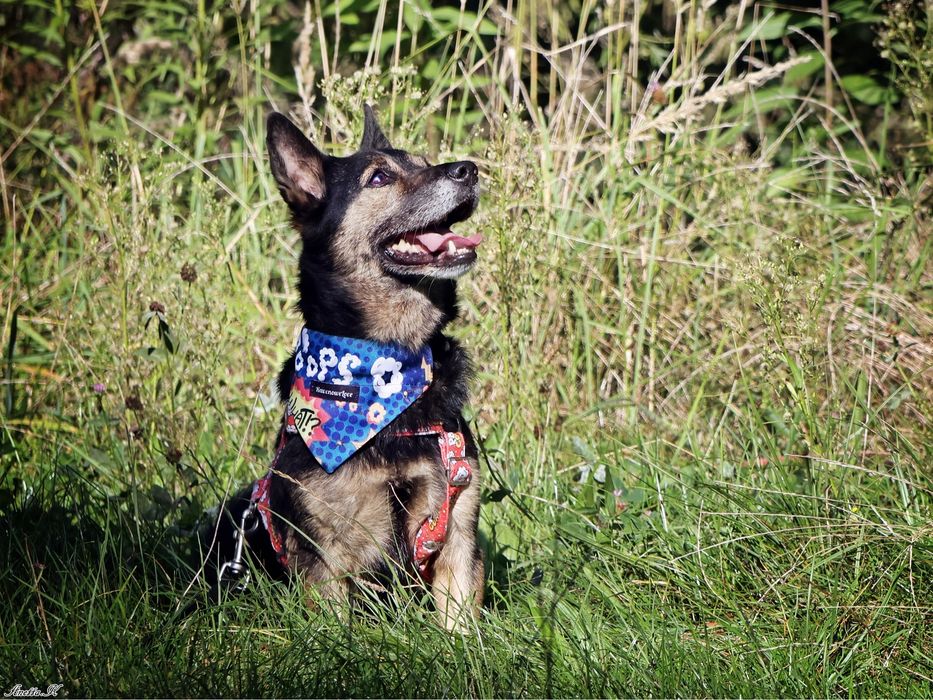 Kubuś ma za sobą bardzo trudne życie. Odmień jego los