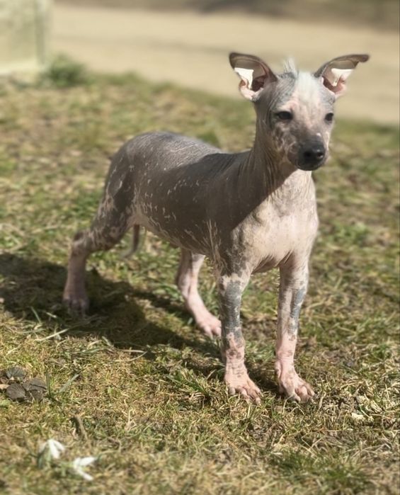 Ксолоіткуінтлі мексиканська гола середній хлопчик