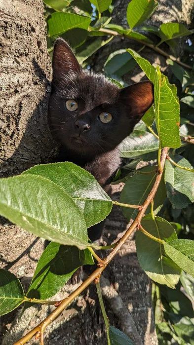 Кошеня в добрі руки