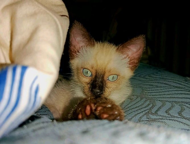 Голубоглазые сиамские котята